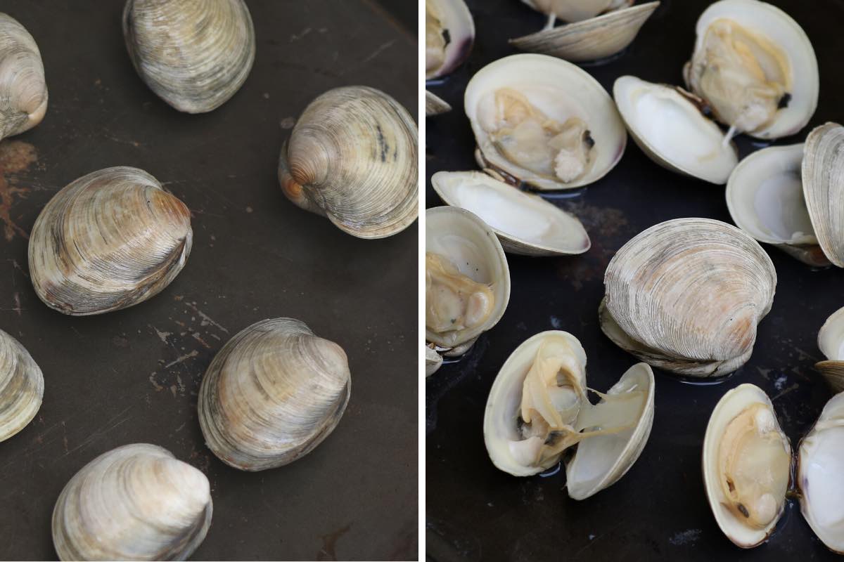 Broiling clams on a rimmed baking sheet until they open