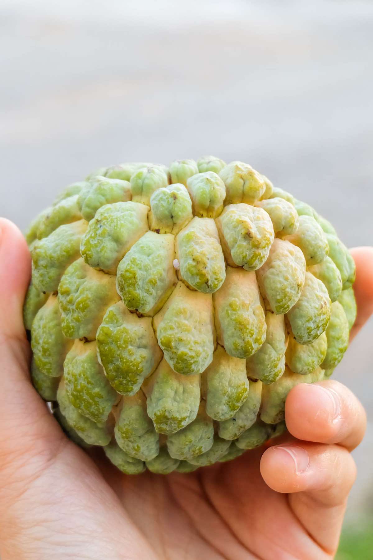Closeup view of a custard apple with knobby green skin